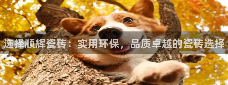 万事达娱乐连55312